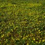 Waldsteinia Ternata bodembedekkend